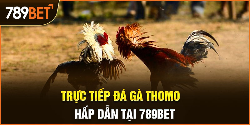 trực tiếp đá gà thomo