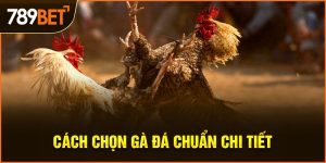 cách chọn gà đá