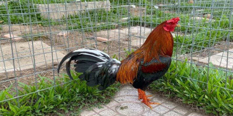 Thiết kế chuồng nuôi đảm bảo tính khoa học