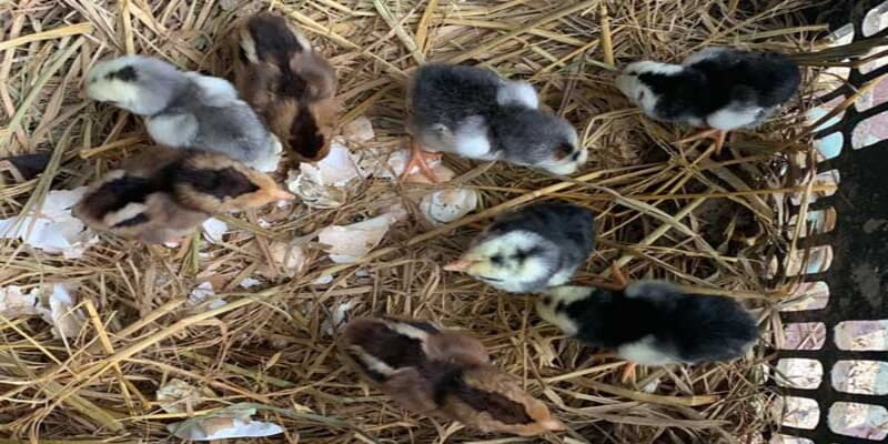 Chọn giống chuẩn và chất lượng